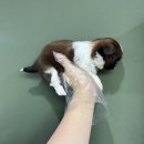 연제구-045 | 부산시츄분양 온순하고사랑스러운시츄