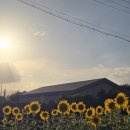 해바라기주유소 | 제주 일상｜학생에게 받은 작은 선물, 해바라기와 오늘의 작은 행복