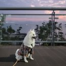 통영767 애견동반펜션 이미지