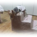 라미펫살롱 이미지