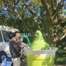 호야야스토어 | 제주 오설록 티 뮤지엄 방문 후기 이니스프리 제주하우스