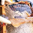 꿀사랑 양봉 | 🍯 [지리산 산청 꿀맛 농원] 20년 전통 전갑철 벌꿀, 아카시아꿀 300g 리얼 후기! 🐝