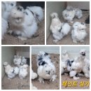관상닭 여러품종 분양합니다 이미지