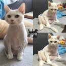 멍냥살롱 이미지