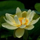 중본 Daum카페