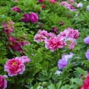 생활원예(주간) 이미지