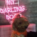 마이달링독 이미지