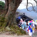 남원 진기리 느티나무 이미지