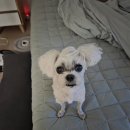 도미노피자 배방점 | 나옹이의 2025년 8월 일상