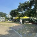 색동수국정원 공중화장실 | 유구 색동 수국 정원 꽃축제 실시간 개화 후기
