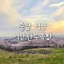 가야목장 | [충남 서산 명소] 서산 한우목장 벚꽃 실시간 🌸 | 지금 가면 딱 좋은 타이밍