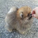 Pom생Pom사 이미지