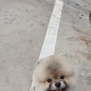 THE반하개 이미지