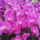 개정꽃농원 이미지