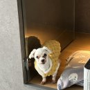 휘게 펫케어 이미지