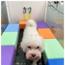 마마스미독펜트하우스 광주애견유치원&애견호텔 본점 이미지