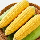 용인대초당태권도 이미지