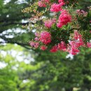 배롱나무거리 이미지