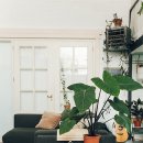 플랜테리어 이미지