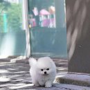 의정부 강아지분양 고양이분양 애견분양 펫하임 의정부본점 | 의정부에서 건강한 우리 아이 만나요! 🐶🐱