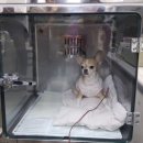 둘레길 동물병원 이미지