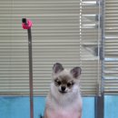 아르밤 펫 이미지