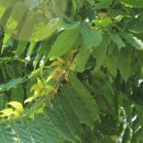 일랑일랑 이미지