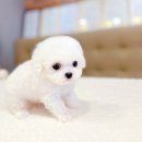 해피애견타운 분당판교점 이미지