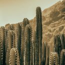 선인장 이미지