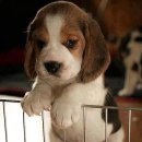 메드맥스 이미지