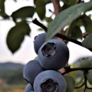 블루베리 이미지