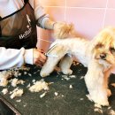 햇살애견미용실 이미지