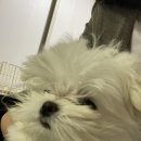 용맹까까 네이버블로그