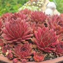 햇살다육꽃사랑 이미지