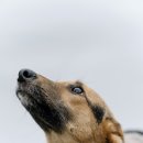 평화동물병원 이미지