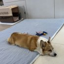 아지 일욜 9일 오전 임보 가심요 이미지