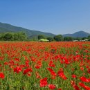 (주)코스모스항공여행사 투어코리아
