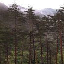 (금강송