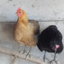 고센농장 이미지