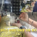 세진메디칼 | 간병일기] 말티즈 강아지 두개골 골절 및 뇌출혈 치료 후기 04 (강아지 빈혈, 백혈구 수치, 경련증상)