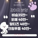 울산 강아지분양 미유펫 이미지