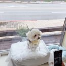 시크펫 그루밍 이미지