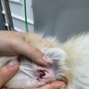 버블펫 | 🐶 장항동애견미용 믿고 맡긴 버블펫 후기 ✨ 실시간 알림톡까지 감동!