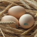 지연농장 | 난각번호 1번 유정란 쿠쿠닭농장 : Non-GMO 석보뜰백우란 솔직 후기