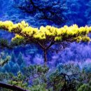 황금소나무 이미지