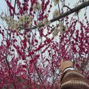 벽화 | 양산 원동마을 봄꽃 매화축제 3월초 벽화마을 다녀온 후기