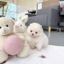 영등포강아지분양 시흥강아지분양 강아지입양 포메라니안입양 미니비숑입양 포메분양 말티즈분양 말티푸 이미지