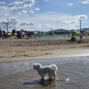 잊지 멍(ITZY  MUNG) | 여름휴가 제대로 즐기기! 강원도 양양 애견동반 해수욕장 ‘멍비치(Mung Beach)’ 리얼 방문 후기 🐾☀️