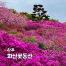 예곡 | 완주 화산꽃동산 철쭉 실시간 후기: 개화상황, 주차, 방문 꿀팁 총정리