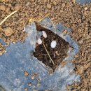 마전농장 이미지